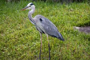 Egrets in the park