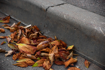 Dry autumn leaves on the asphalt and curb