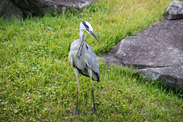 Egrets in the park