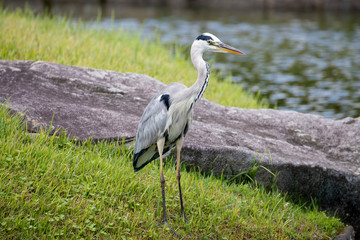 Egrets in the park
