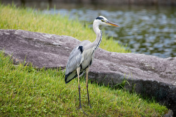 Egrets in the park