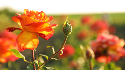 Green bush with beautiful roses in blooming garden on sunny day