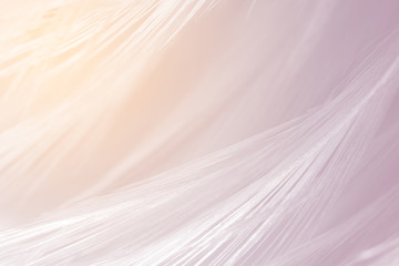 Beautiful violet - mauve mist colors tone feather texture background, trends color with orange light