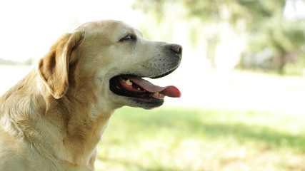 Cute Golden Labrador Retriever in sunny summer park