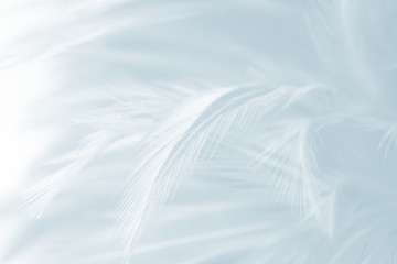 Beautiful Baby blue colors tone feather pattern texture cool background for Decorative design wallpaper and other