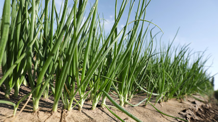 Young green onions in field on sunny day