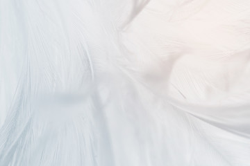 Obraz premium Beautiful white baby blue colors tone feather pattern texture background for Decorative design wallpaper and other with Orange light flare