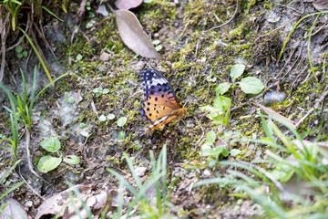 Butterfly in the park