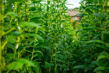 Sesame Field Landscape with Sesame Flowers