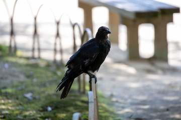 Crow in the park