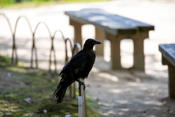 Crow in the park