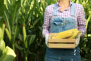 Woman with wooden crate of fresh ripe corn on field, closeup