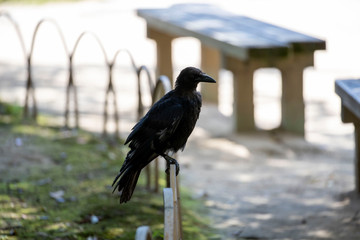 Crow in the park