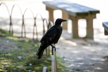 Crow in the park
