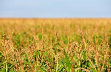 Beautiful view of corn field on sunny day