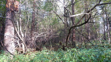 tree in forest
