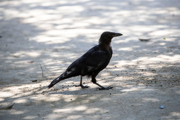 Crow in the park