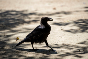 Crow in the park