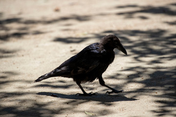 Crow in the park