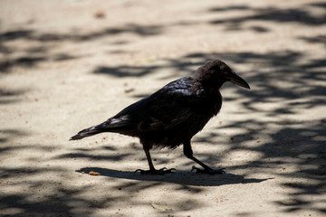 Crow in the park