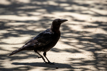 Crow in the park