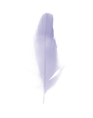Beautiful violet - blue slatecolors tone feather isolated on white background