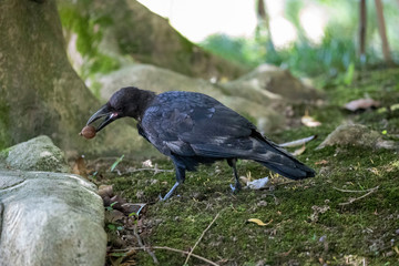 Crow in the park