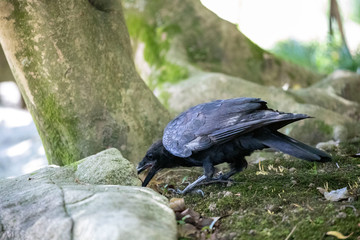 Crow in the park