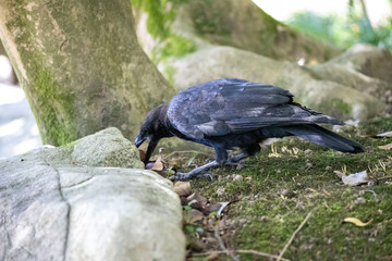 Crow in the park
