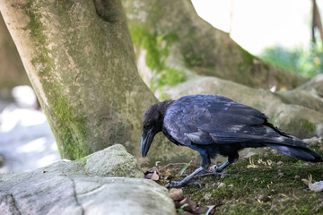 Crow in the park