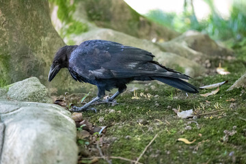 Crow in the park