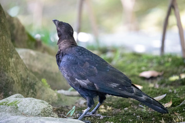 Crow in the park