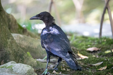 Obraz premium Crow in the park