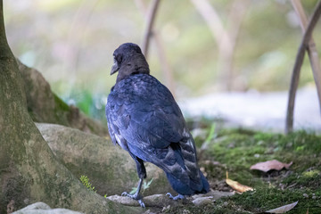 Crow in the park