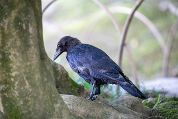 Obraz premium Crow in the park