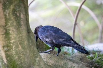 Crow in the park