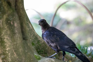 Crow in the park