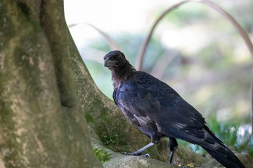 Crow in the park