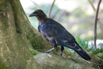 Crow in the park