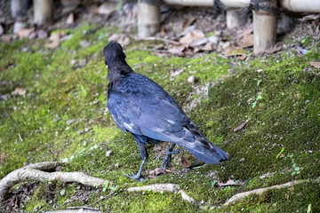 Crow in the park