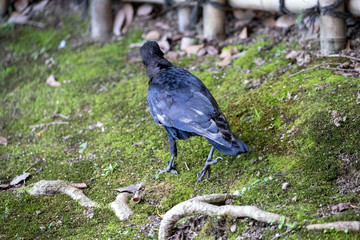 Crow in the park