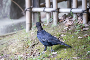 Crow in the park
