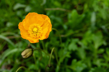 Fototapeta premium Yellow poppy nudicaule flower on a blurry background.