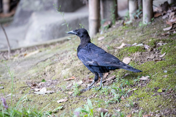 Crow in the park