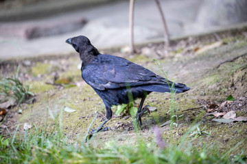 Crow in the park