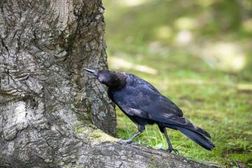 Crow in the park