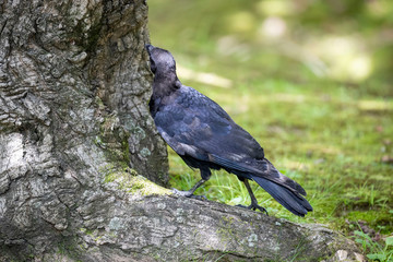 Crow in the park