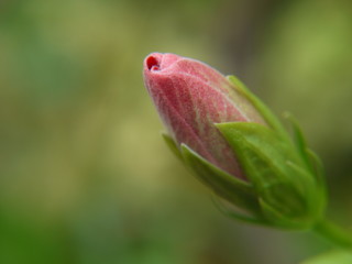 bud of tulip