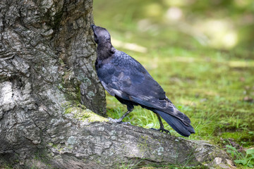 Crow in the park