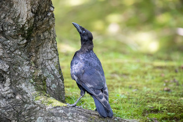 Crow in the park